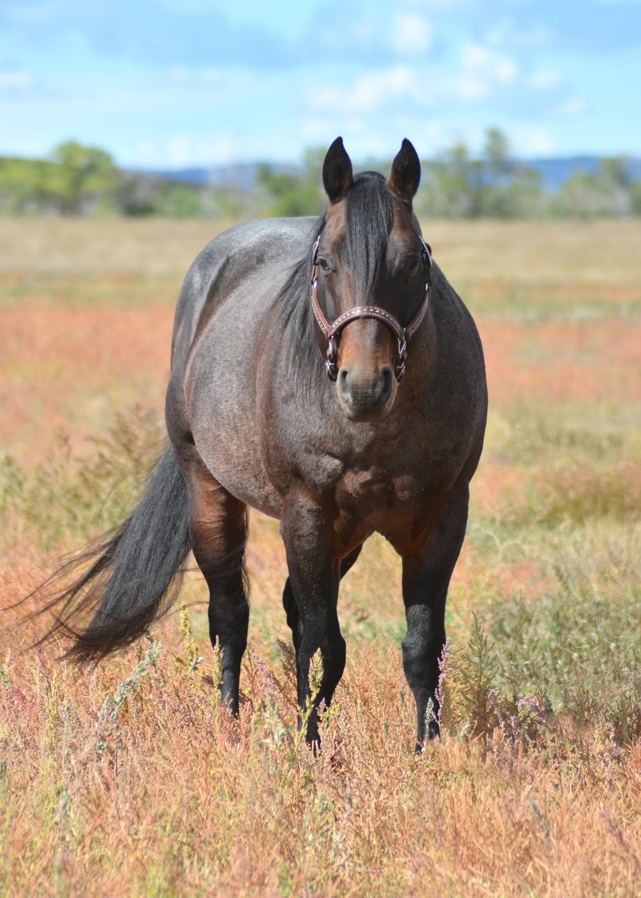 Genuine Peppy Chex X Autumn Boon DR