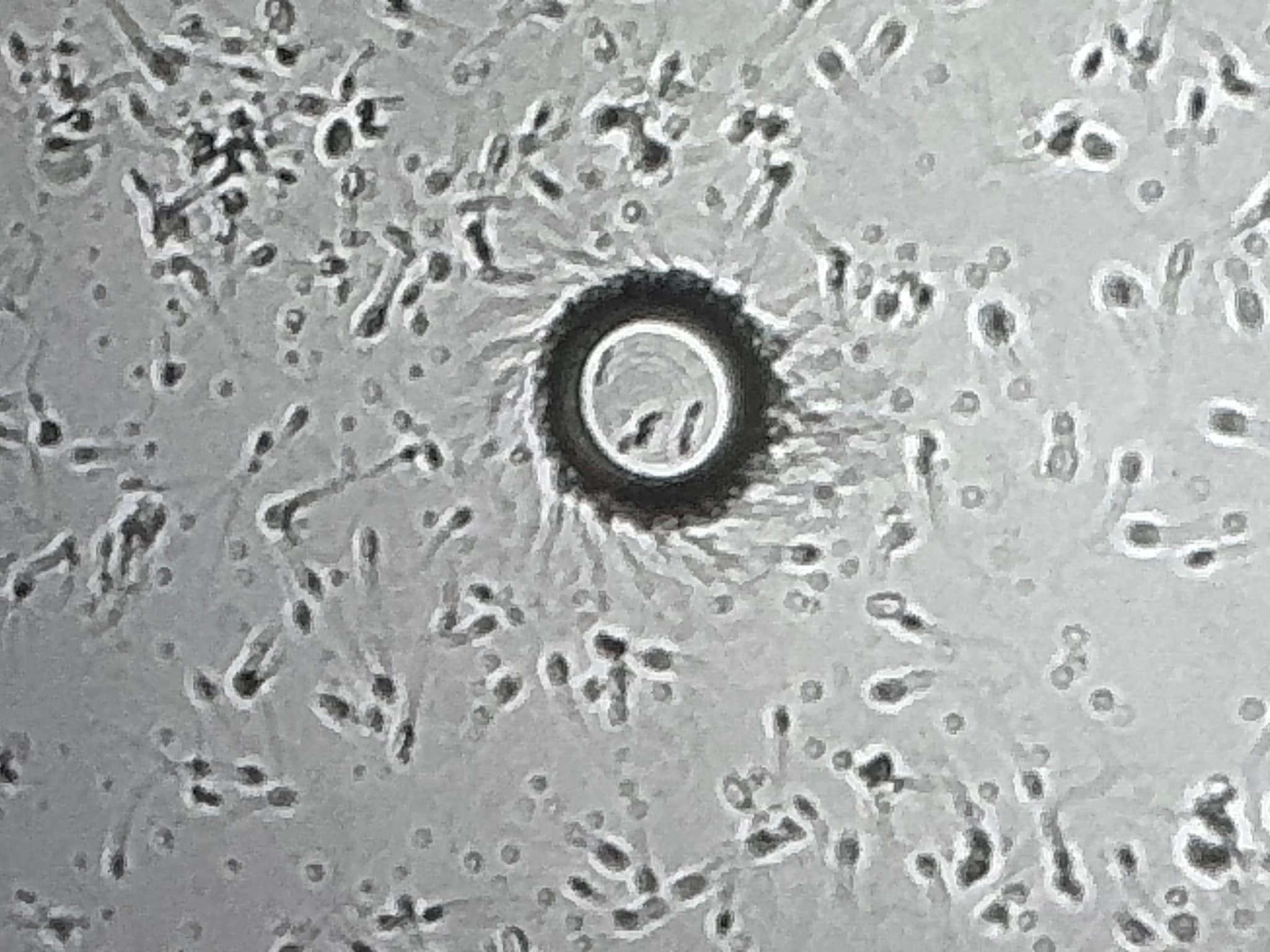 Mare Reproductive Services