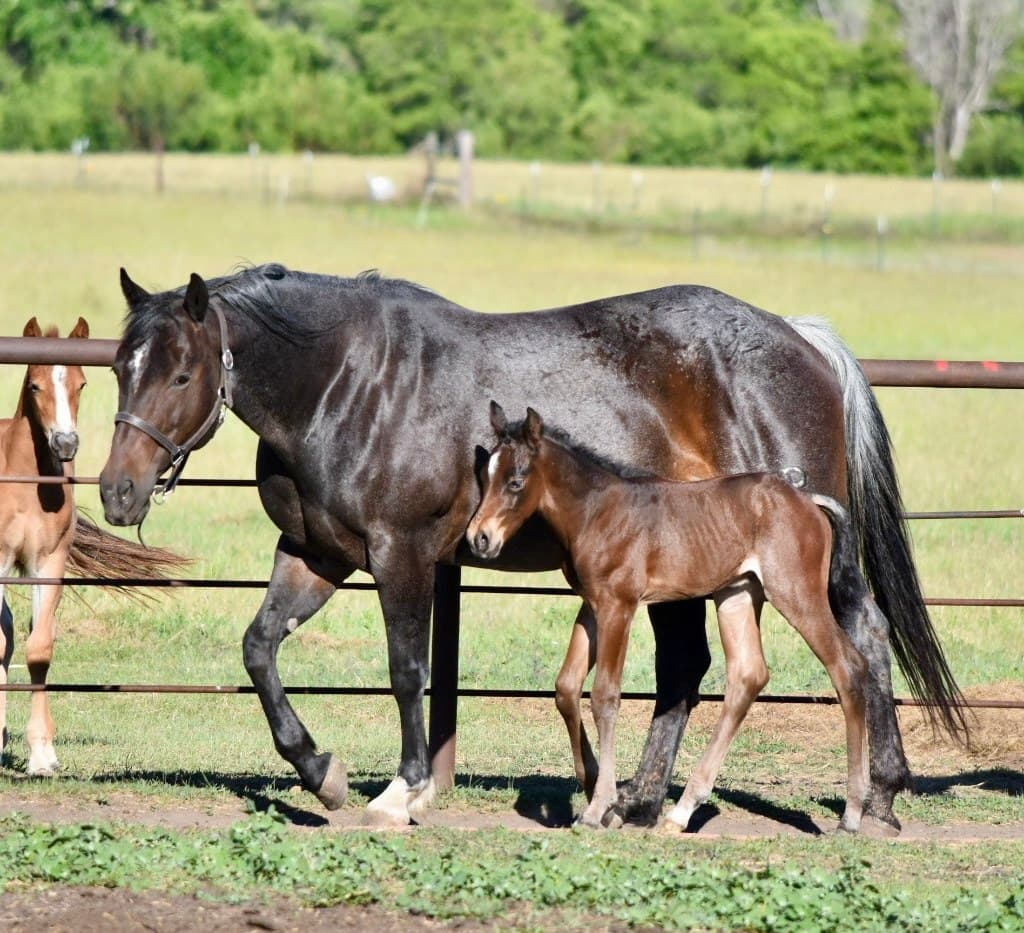 Genuine Peppy Chex X Autumn Boon DR