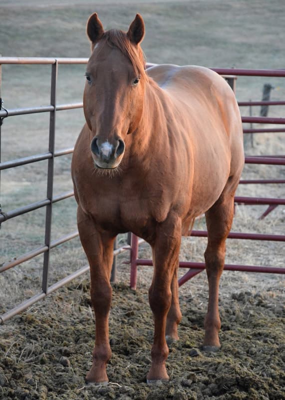 FOLS NATIVE BULL